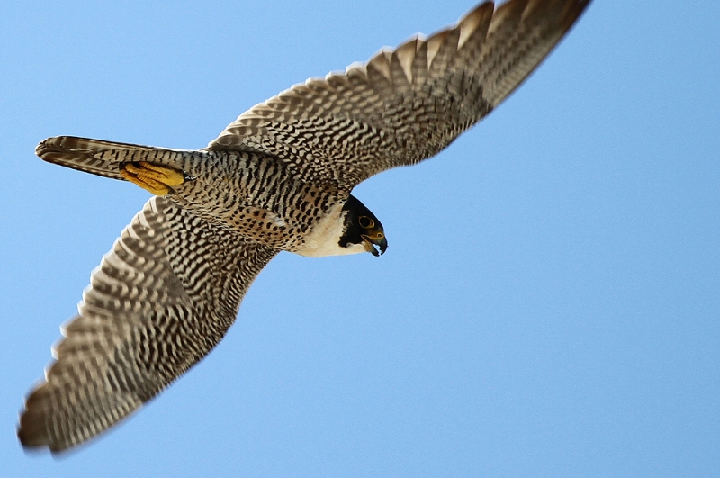 2012 Hurricane in flight protecting her chicks-2