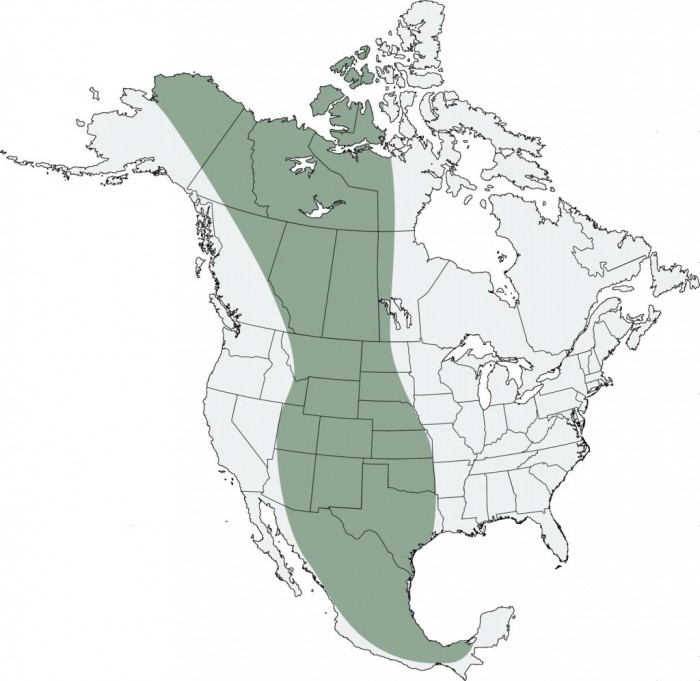 Central Flyway