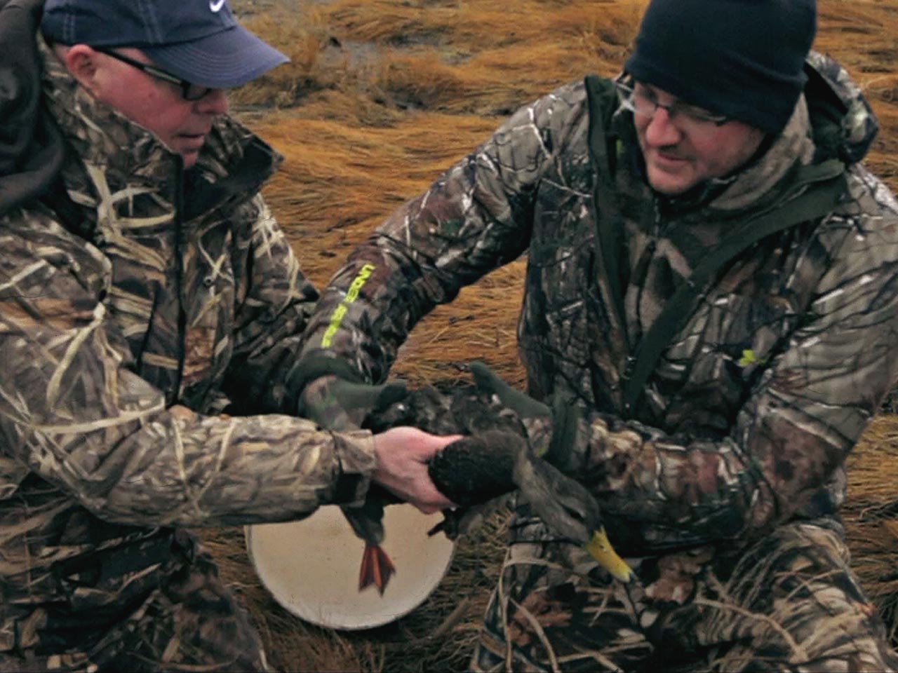 duck-banding