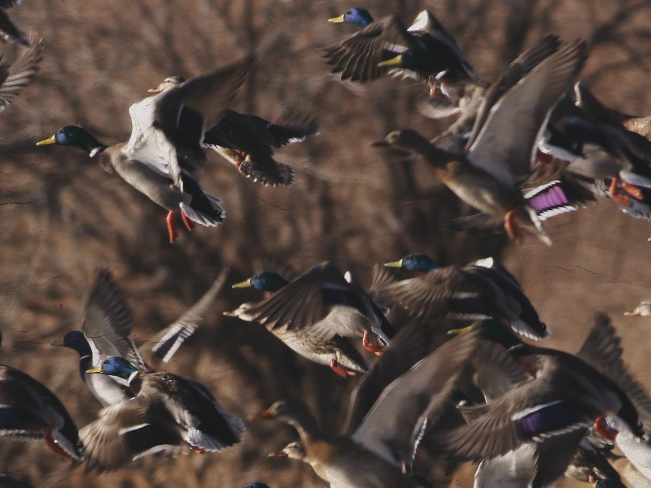 mallard-flock