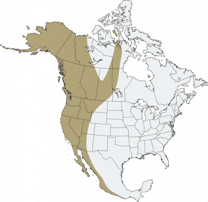 Pacific Flyway