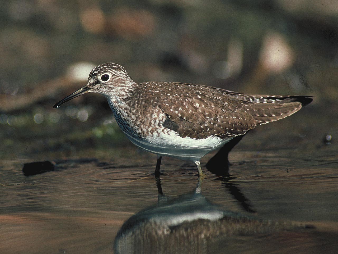 solitary-sandpiper