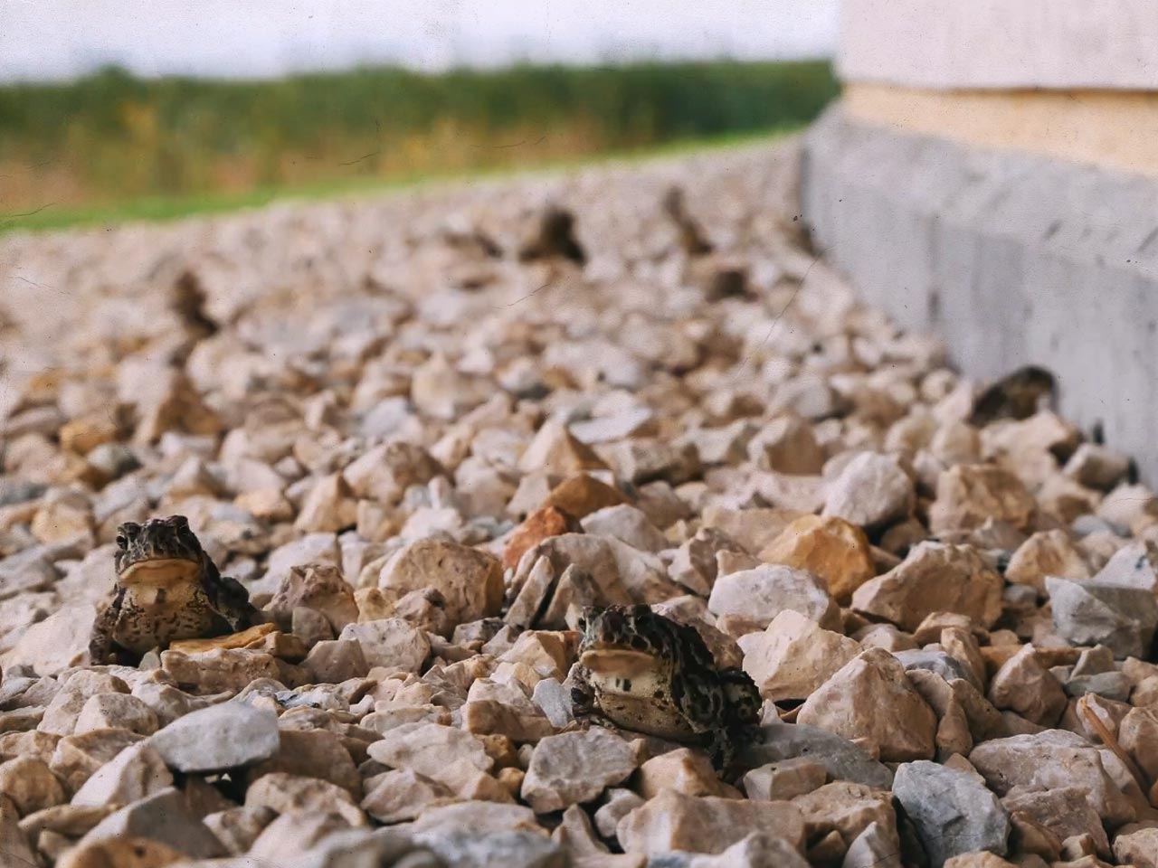 toad-video-background