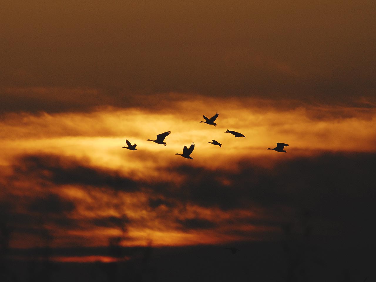 why do birds migrate migration week why do birds migrate migration week