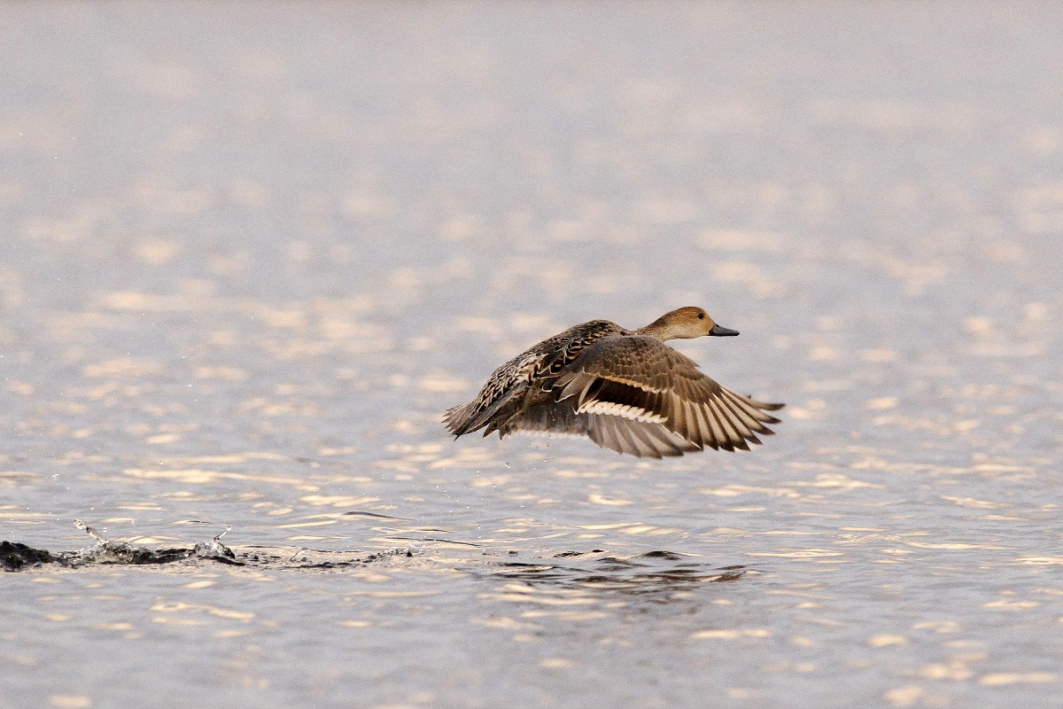 pintail