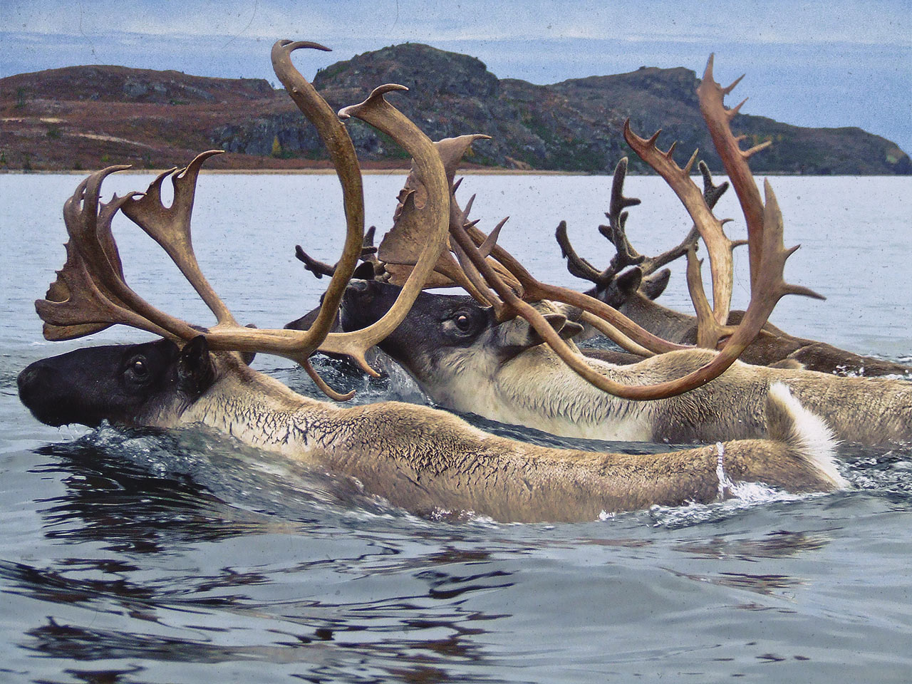 Caribou: the Boreal's Other Great Migration