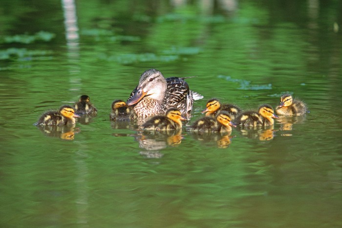 brood