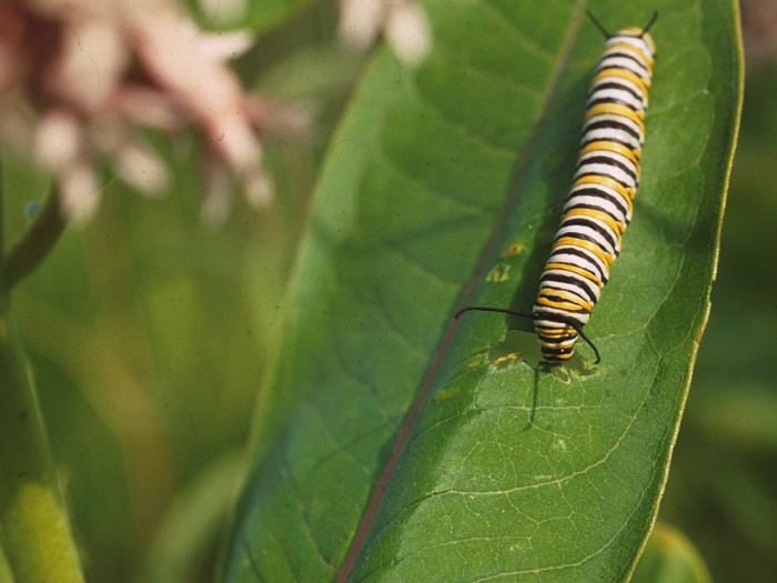 monarch-caterpillar