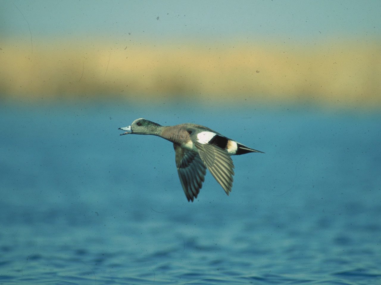 widgeon