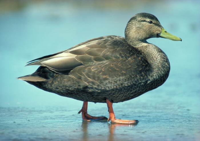 Baby Duck Identification Chart