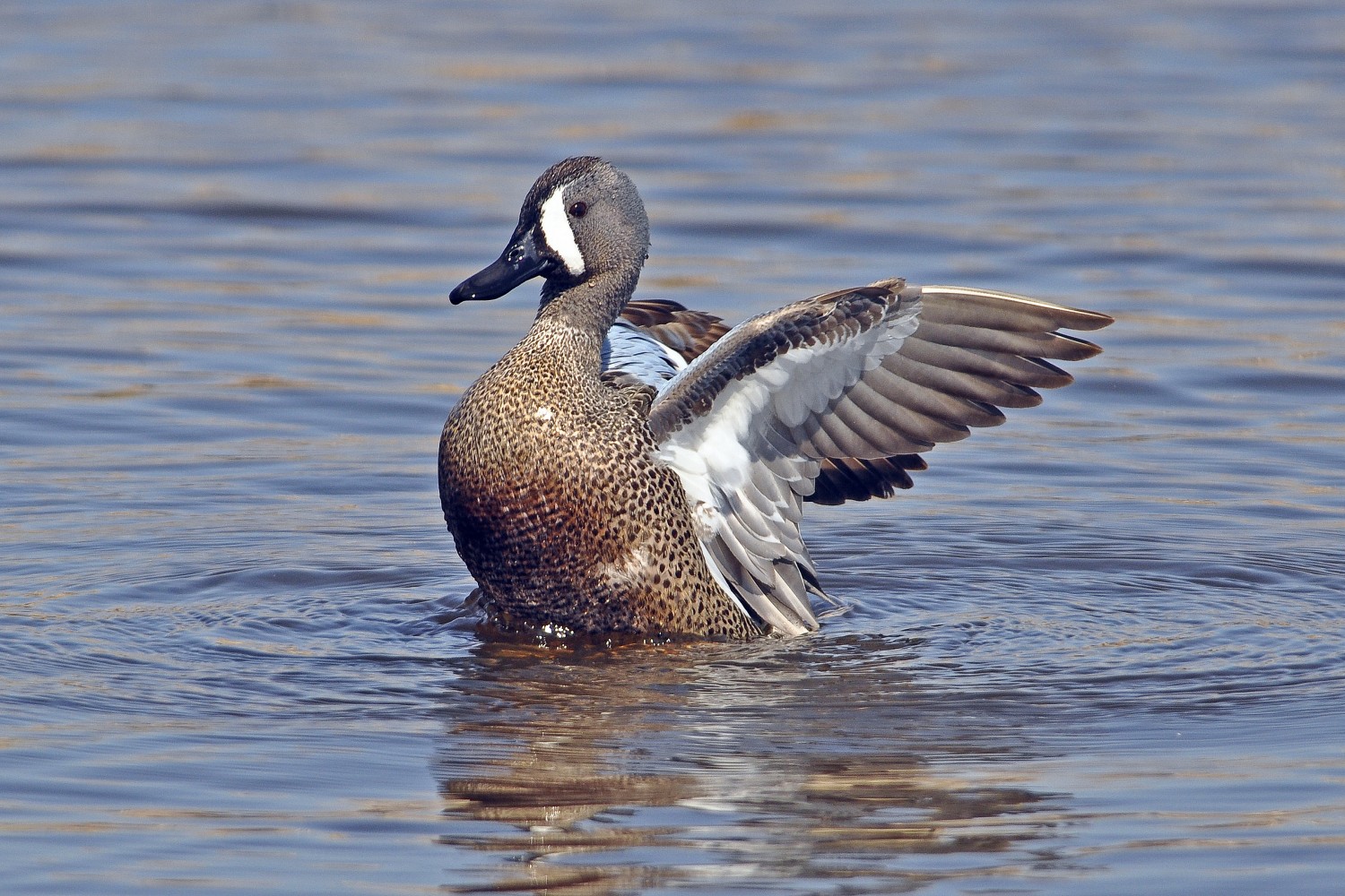 Blue Duck Images at Jose Gomez blog