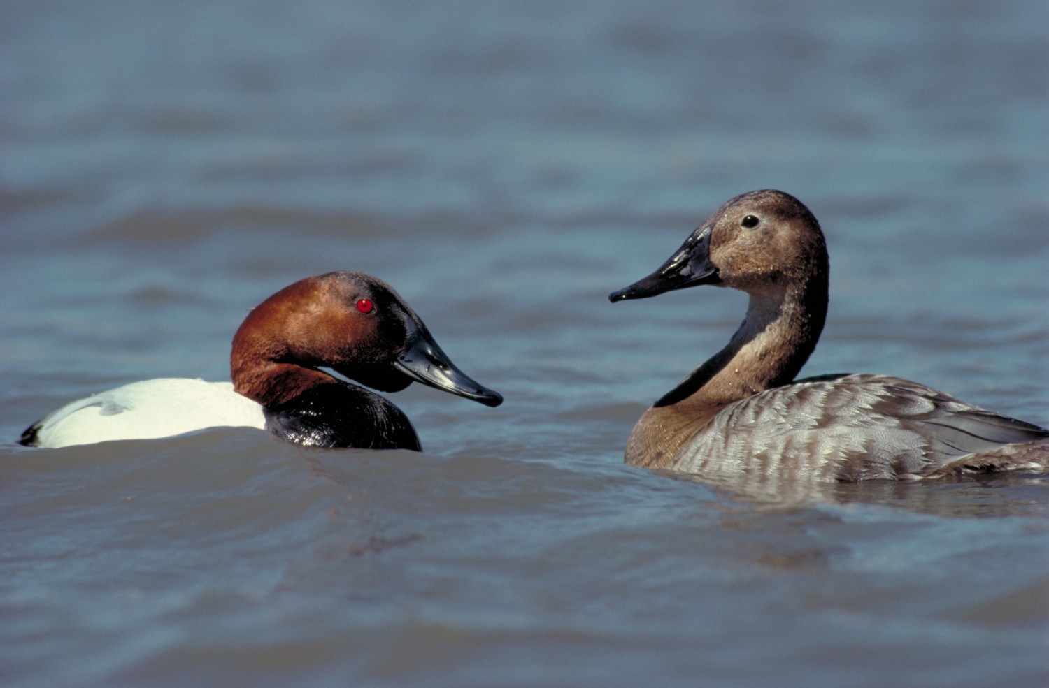Duck ID 10 Common Species DUC Migration Week