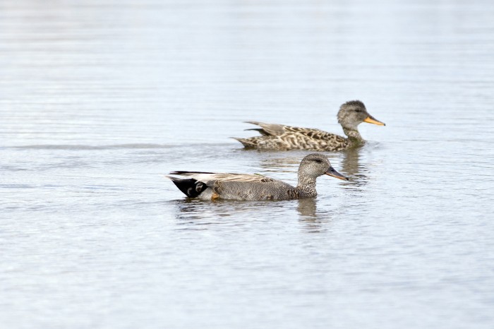 gadwall