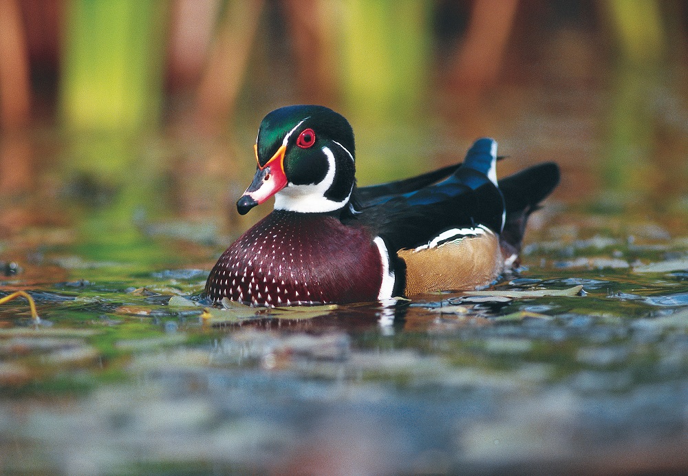 Duck Species Identification Chart