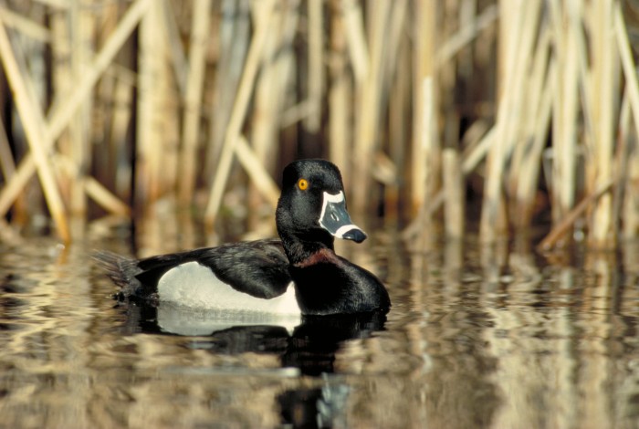 Florida Duck Identification Chart