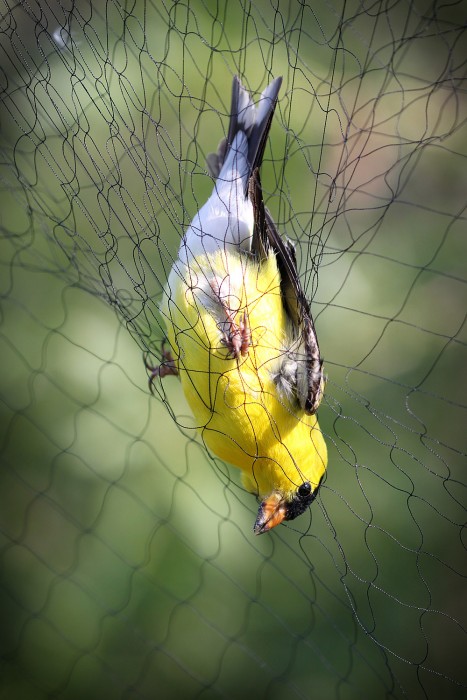A captured male American goldfinch awaits retrieval