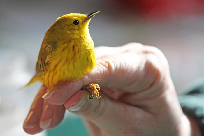 Held in the ‘photographer pose’, a male yellow warbler shows his good side.