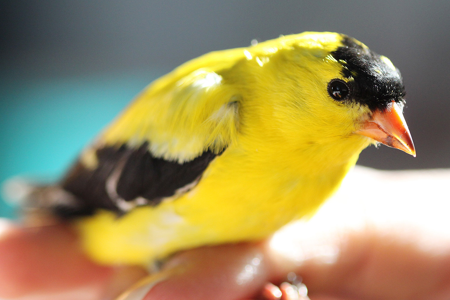 Untangled from the net, the goldfinch is ready for the banding process.