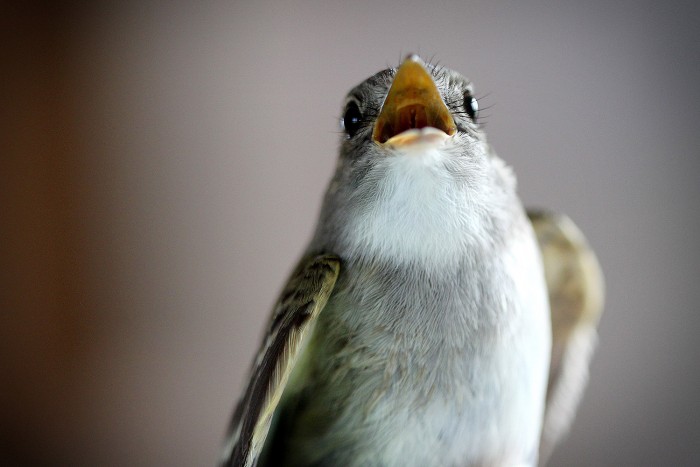 An alder flycatcher peeps a small protest.
