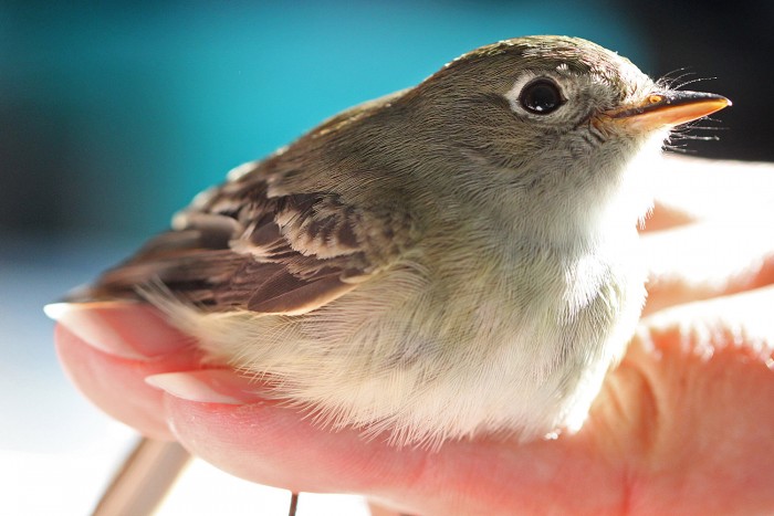 A least flycatcher remains calm, perched on a bander’s hand.