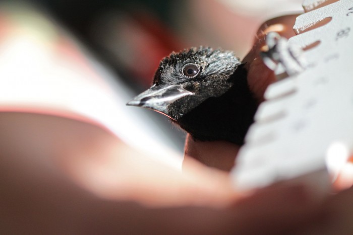 A fighting, biting red-winged blackbird is measured up for a leg band.