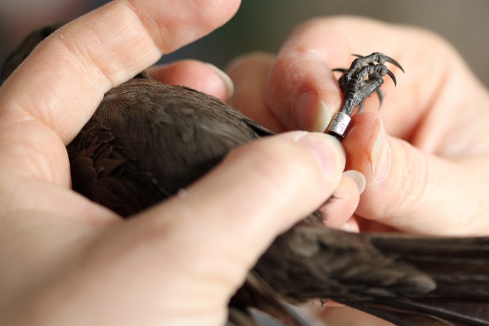 Data is recorded, the band is fitted, and the bird is ready for release.