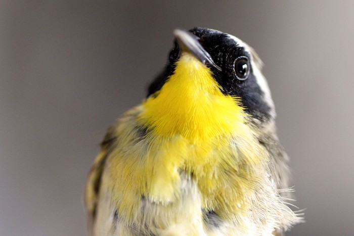 A male common yellowthroat shows off its namesake.