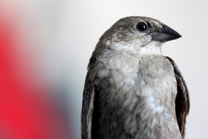 A female brown-headed cowbird is a subtle display in texture.