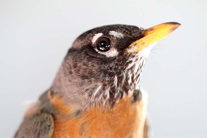 Light from the cabin window is reflected in the eye of an American robin.