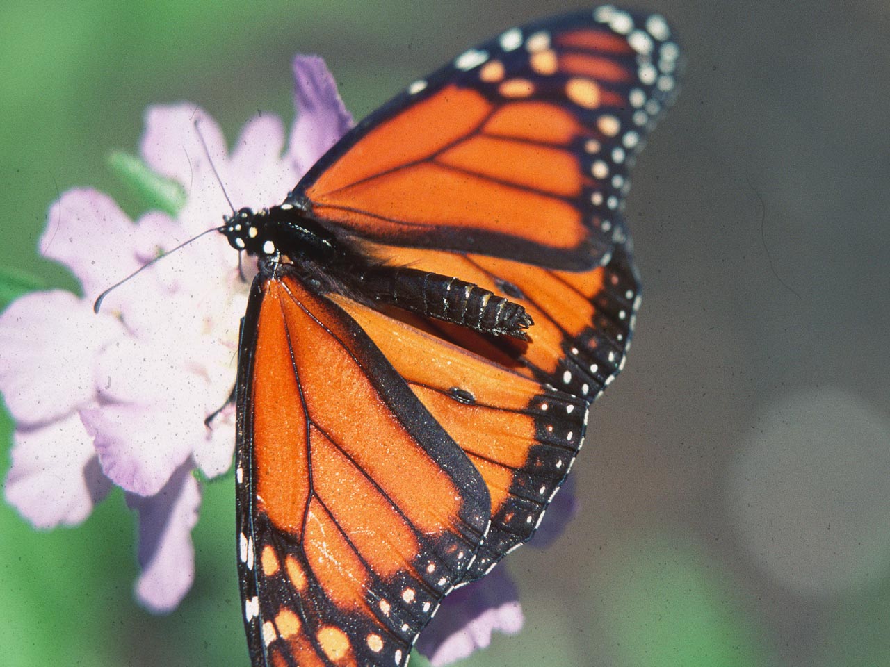 butterfly_done