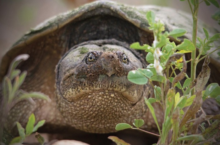 A snapping turtle, snapped by Eric Bancroft near Kitchener, Ont., holds your gaze. ©Eric Bancroft