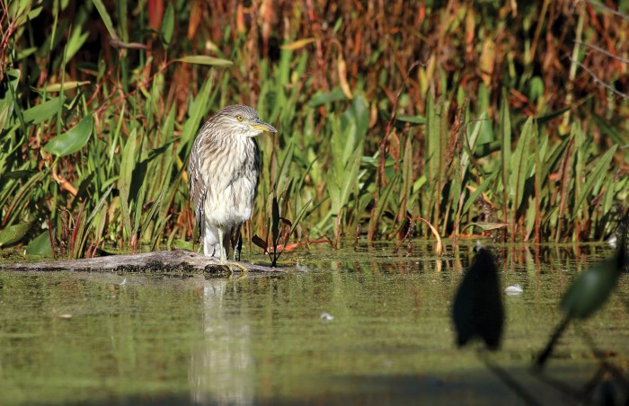 Cathy Simard captured a black-crowned night heron at water’s edge near Gatineau, Que. ©Cathy Simard