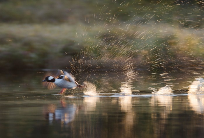 Kathleen Peterson ducked down to photograph a bufflehead taking flight at Road Lake, Sask. ©Kathleen Peterson