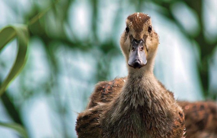 Kyle Nelner went eye-to-eye with a curious young duckling near Belle River, Ont. ©Kyle Nelner