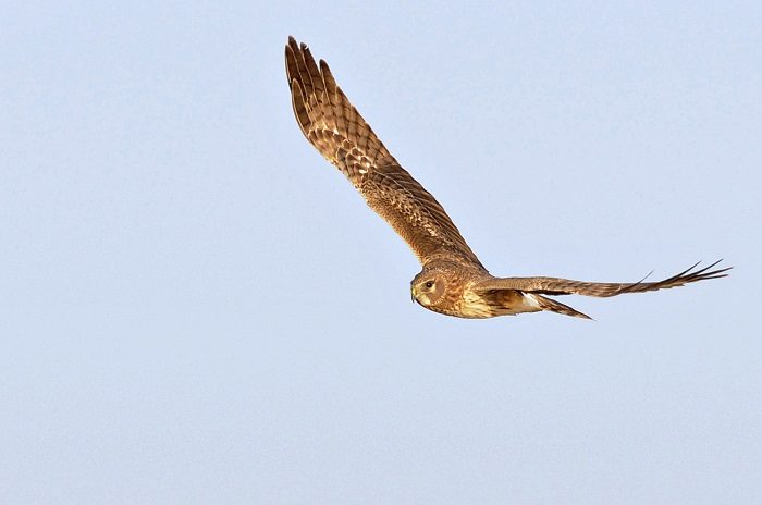 Migration