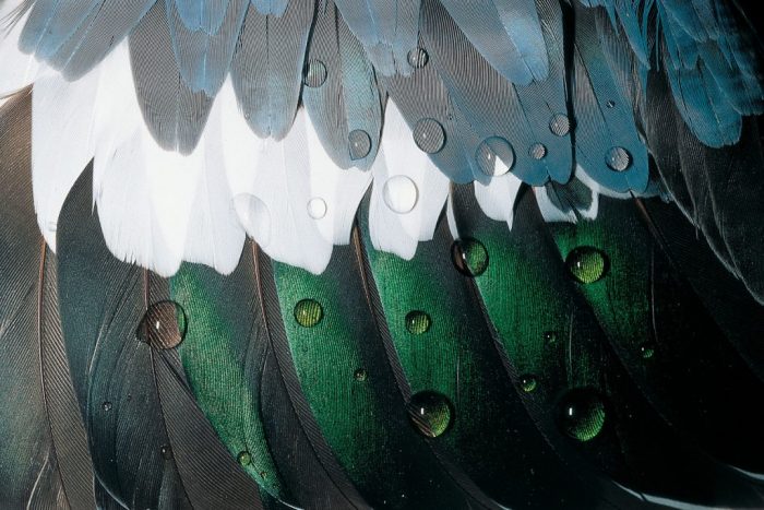 Feathers