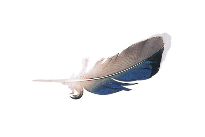 Feathers
